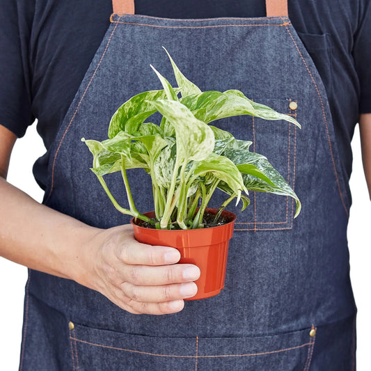 Pothos 'Marble Queen' - TheHardenGarden