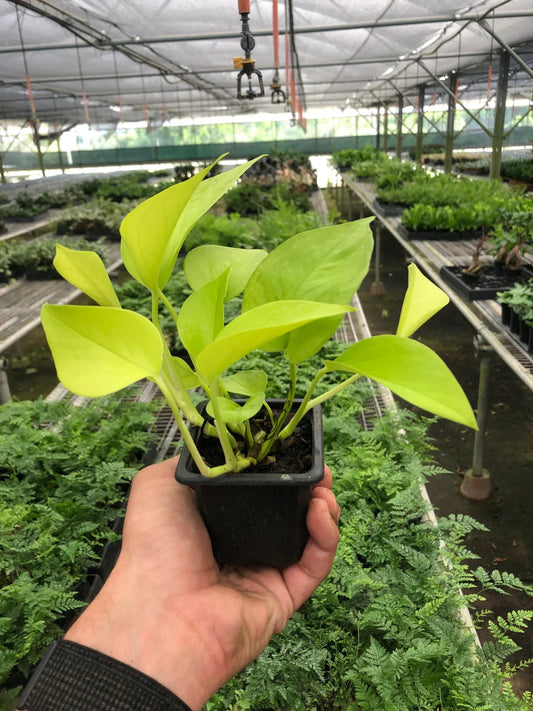 Pothos 'Neon' - TheHardenGarden