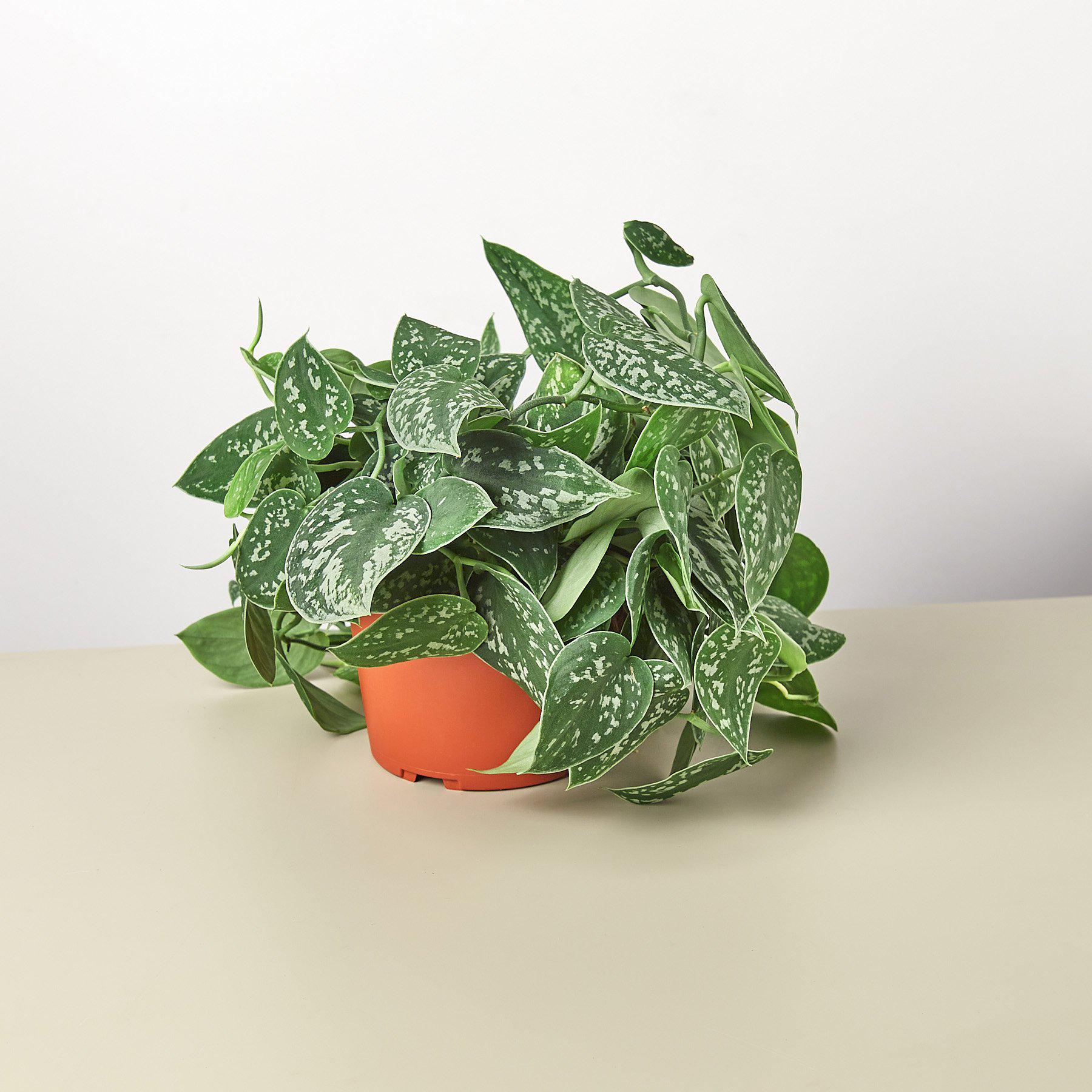 Pothos 'Satin' - TheHardenGarden