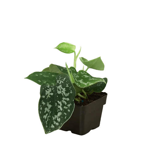 Pothos 'Satin' - TheHardenGarden