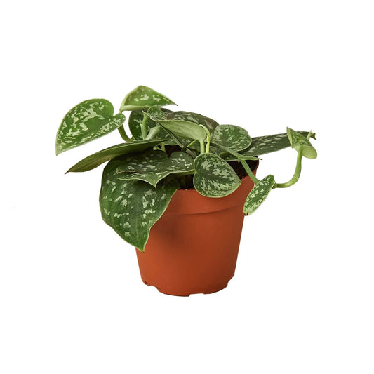 Pothos 'Satin' - TheHardenGarden