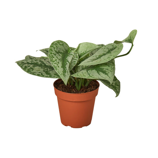 Pothos 'Silver Splash' - TheHardenGarden