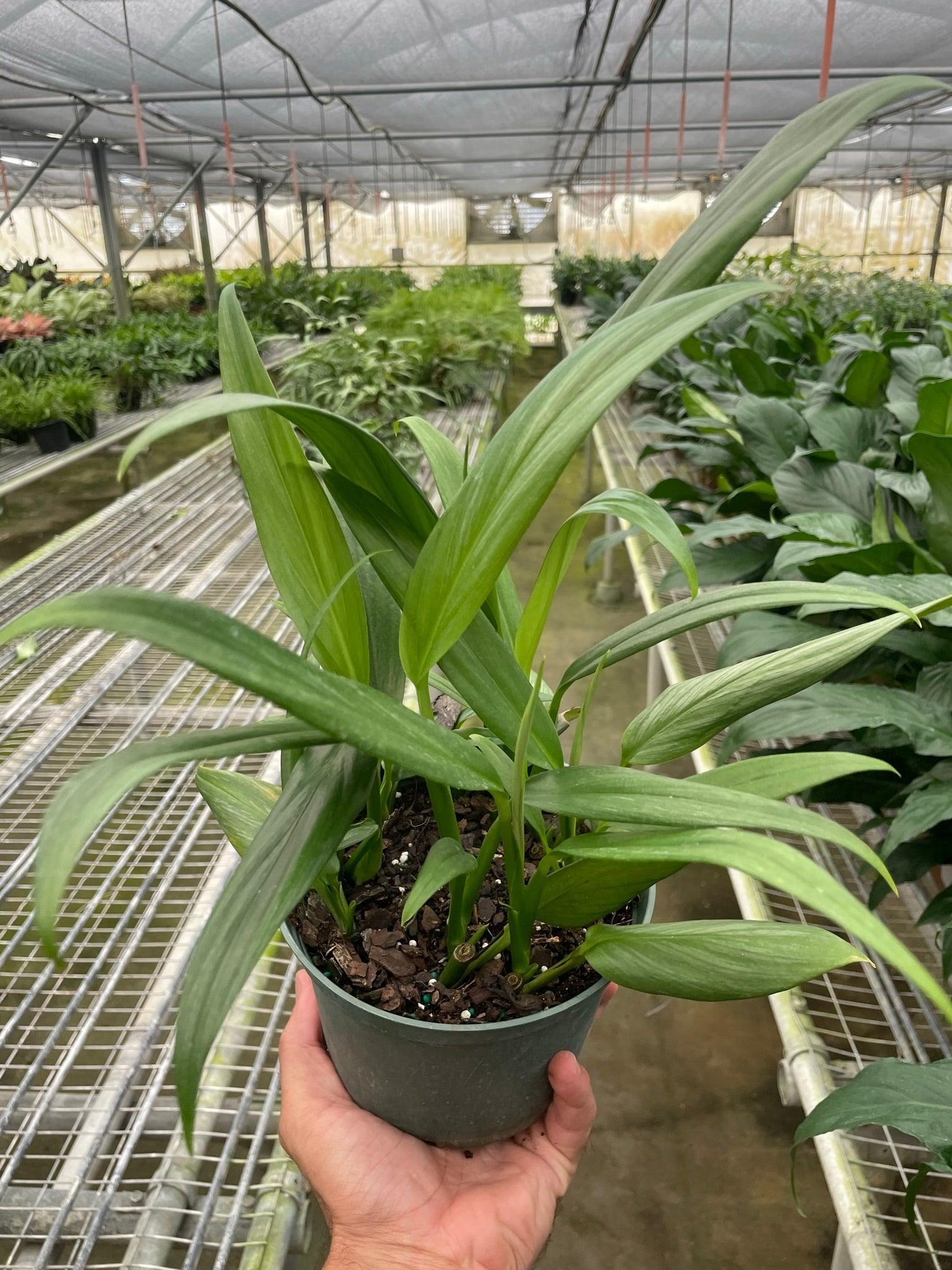 Pothos 'Silver Streak' - TheHardenGarden