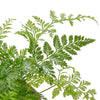 Rabbit's Foot Fern - TheHardenGarden