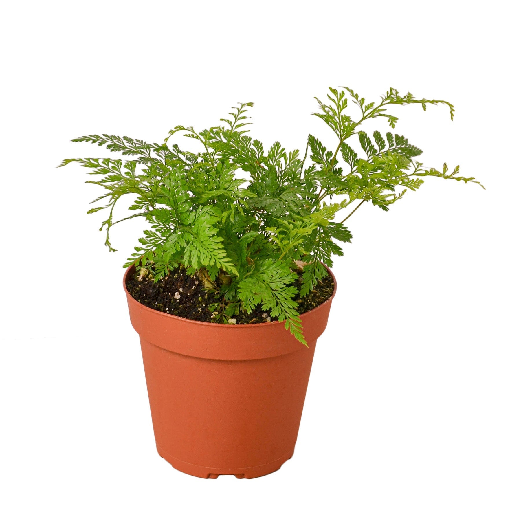 Rabbit's Foot Fern - TheHardenGarden