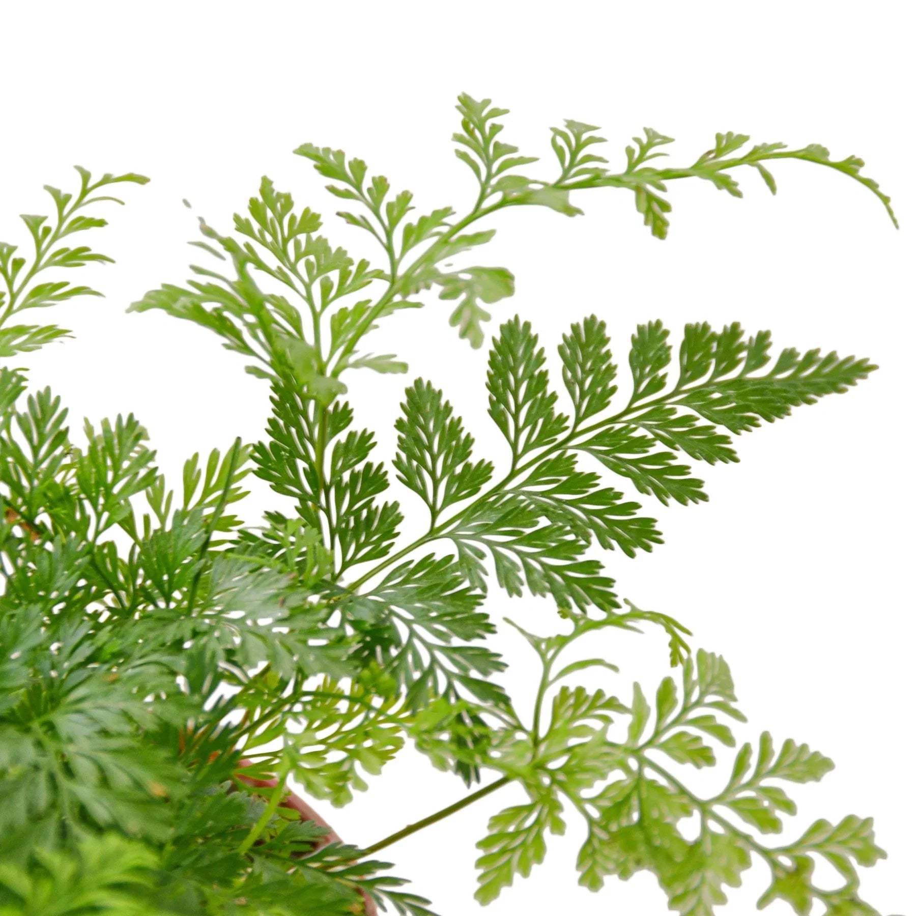 Rabbit's Foot Fern - TheHardenGarden