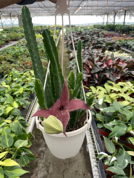 Red Dragon Flower (Huernia schneideriana) - TheHardenGarden