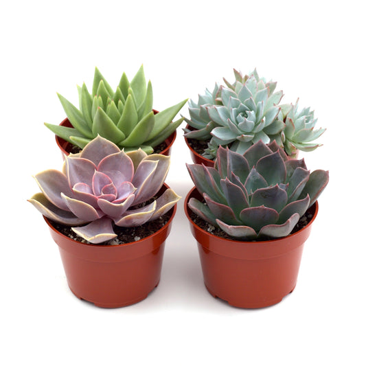 Rosette Succulent Variety Packs in 2" pots