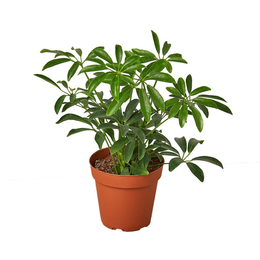 Schefflera Arboricola 'Umbrella' - TheHardenGarden