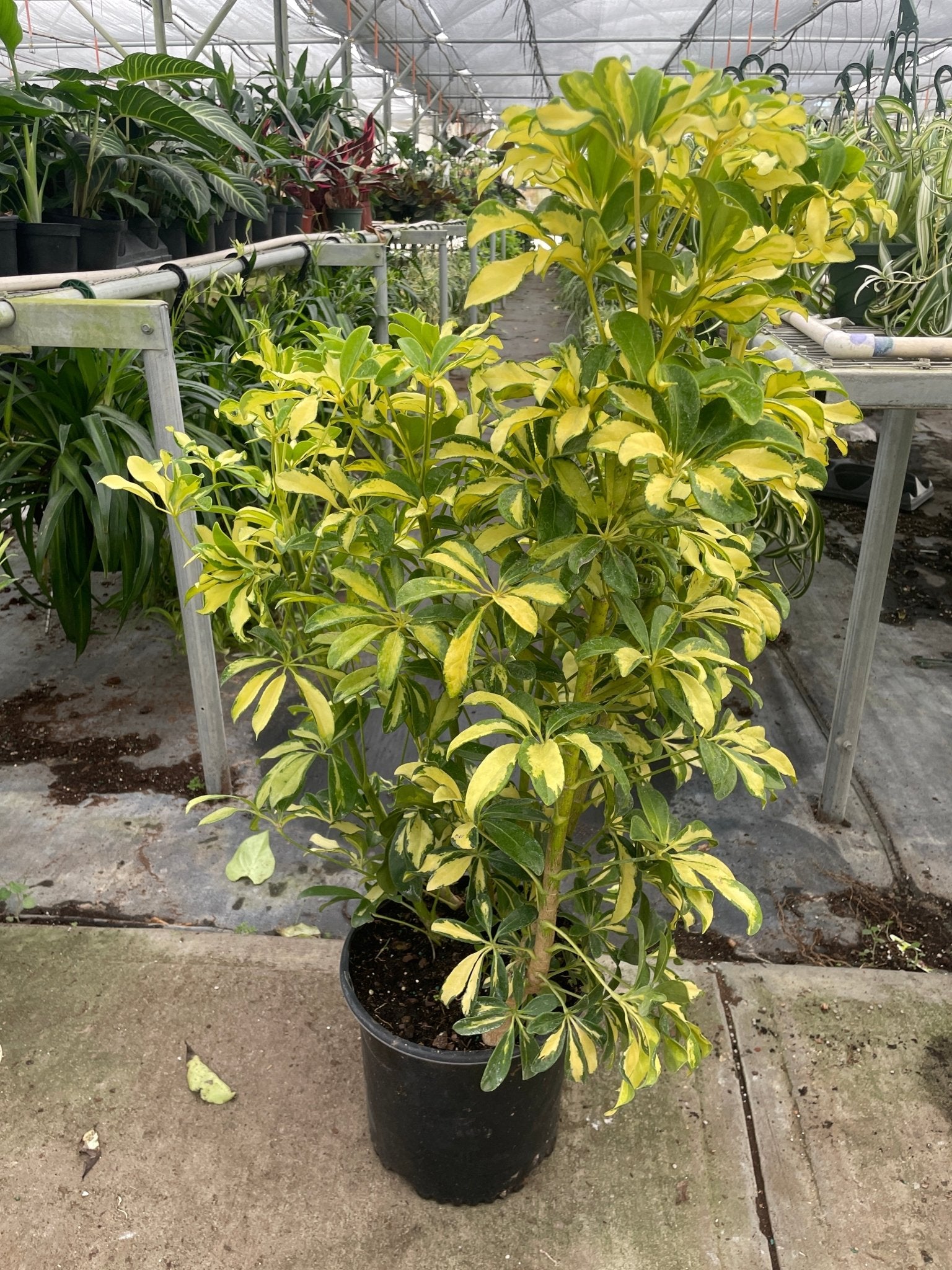 Schefflera Arboricola Variegated 'Umbrella' - TheHardenGarden