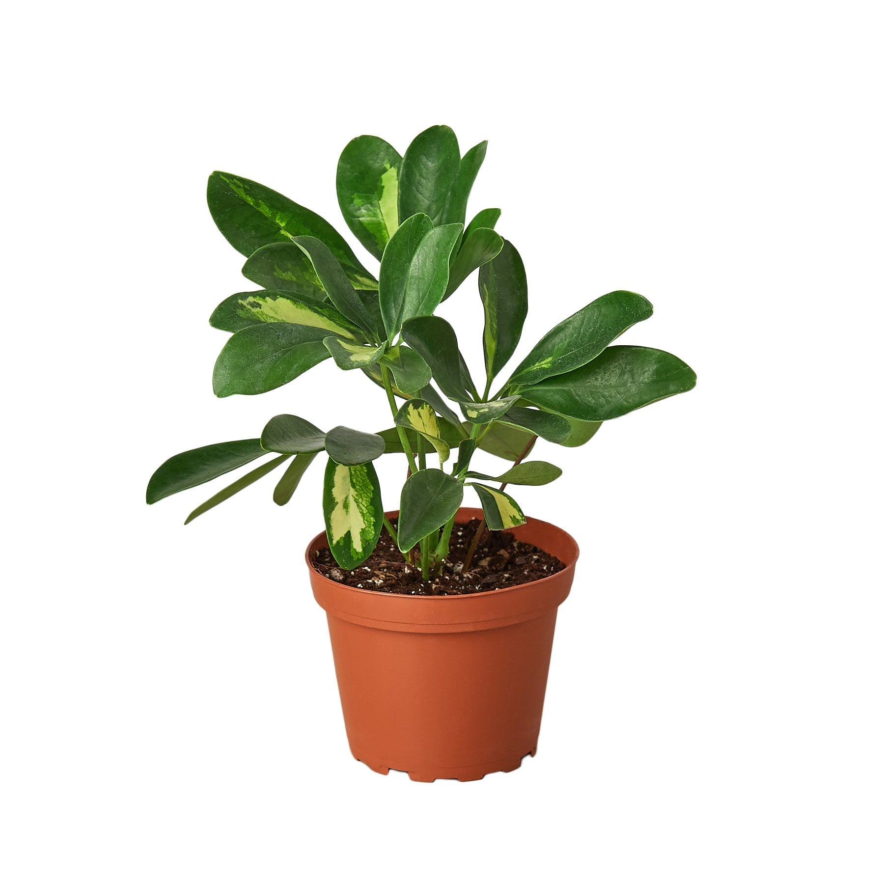 Schefflera Arboricola Variegated 'Umbrella' - TheHardenGarden