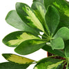 Schefflera Arboricola Variegated 'Umbrella' - TheHardenGarden