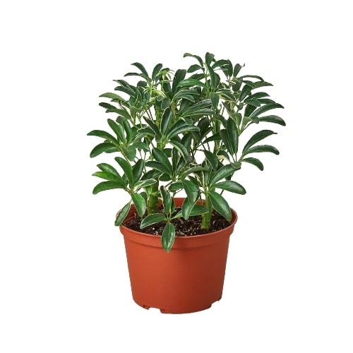 Schefflera Moonlight 'Umbrella Plant' - TheHardenGarden