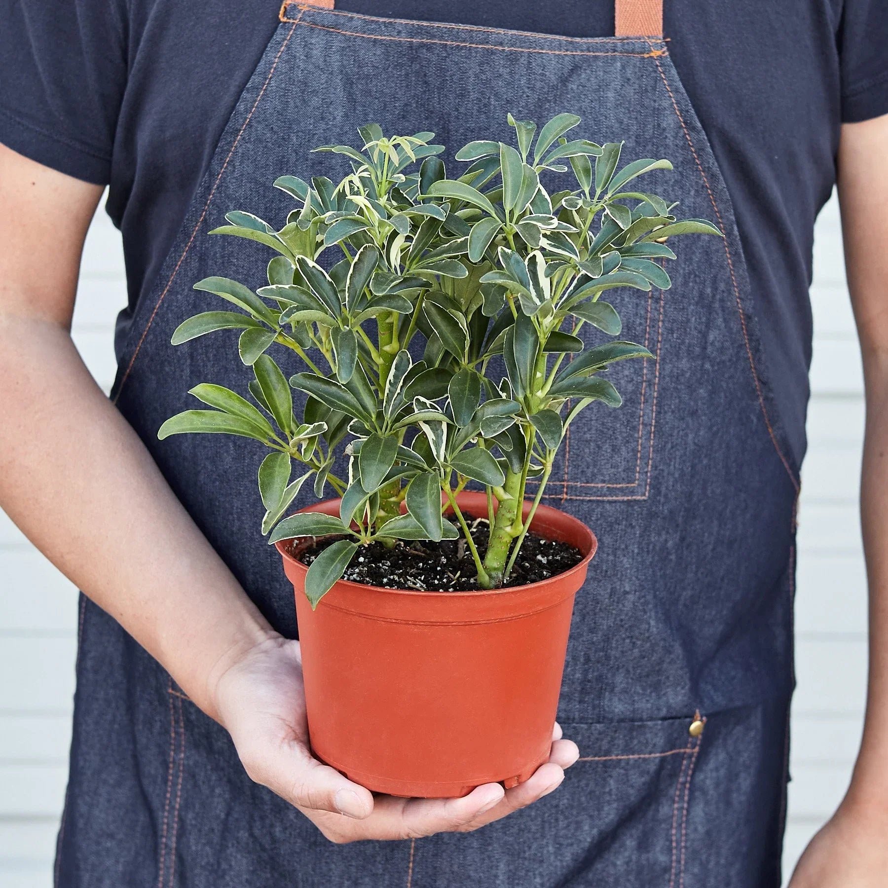 Schefflera Moonlight 'Umbrella Plant' - TheHardenGarden