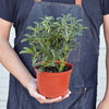 Schefflera Moonlight 'Umbrella Plant' - TheHardenGarden