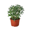 Schefflera Moonlight 'Umbrella Plant' - TheHardenGarden