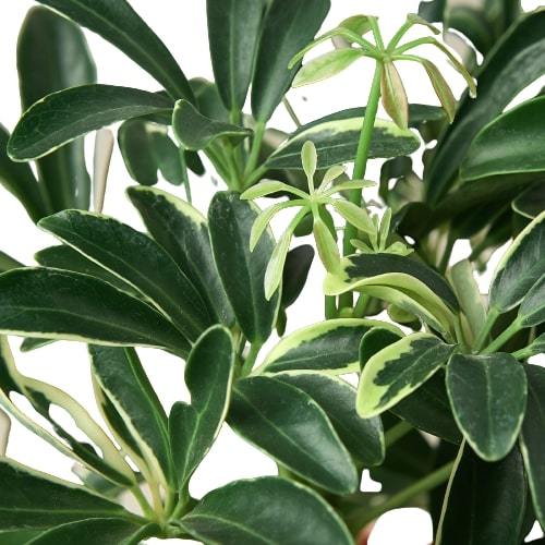 Schefflera Moonlight 'Umbrella Plant' - TheHardenGarden