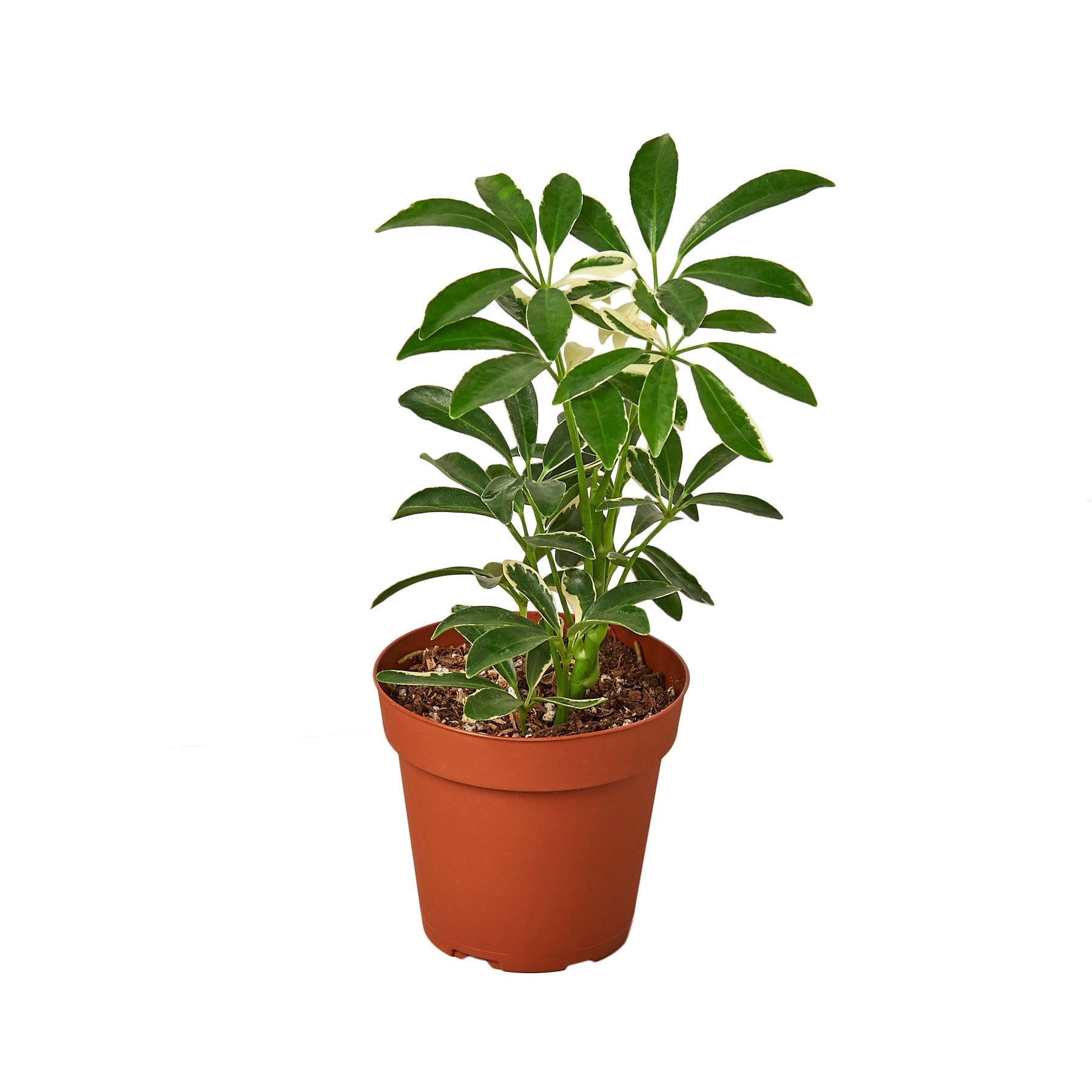 Schefflera Moonlight 'Umbrella Plant' - TheHardenGarden