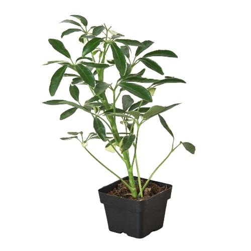 Schefflera Moonlight 'Umbrella Plant' - TheHardenGarden