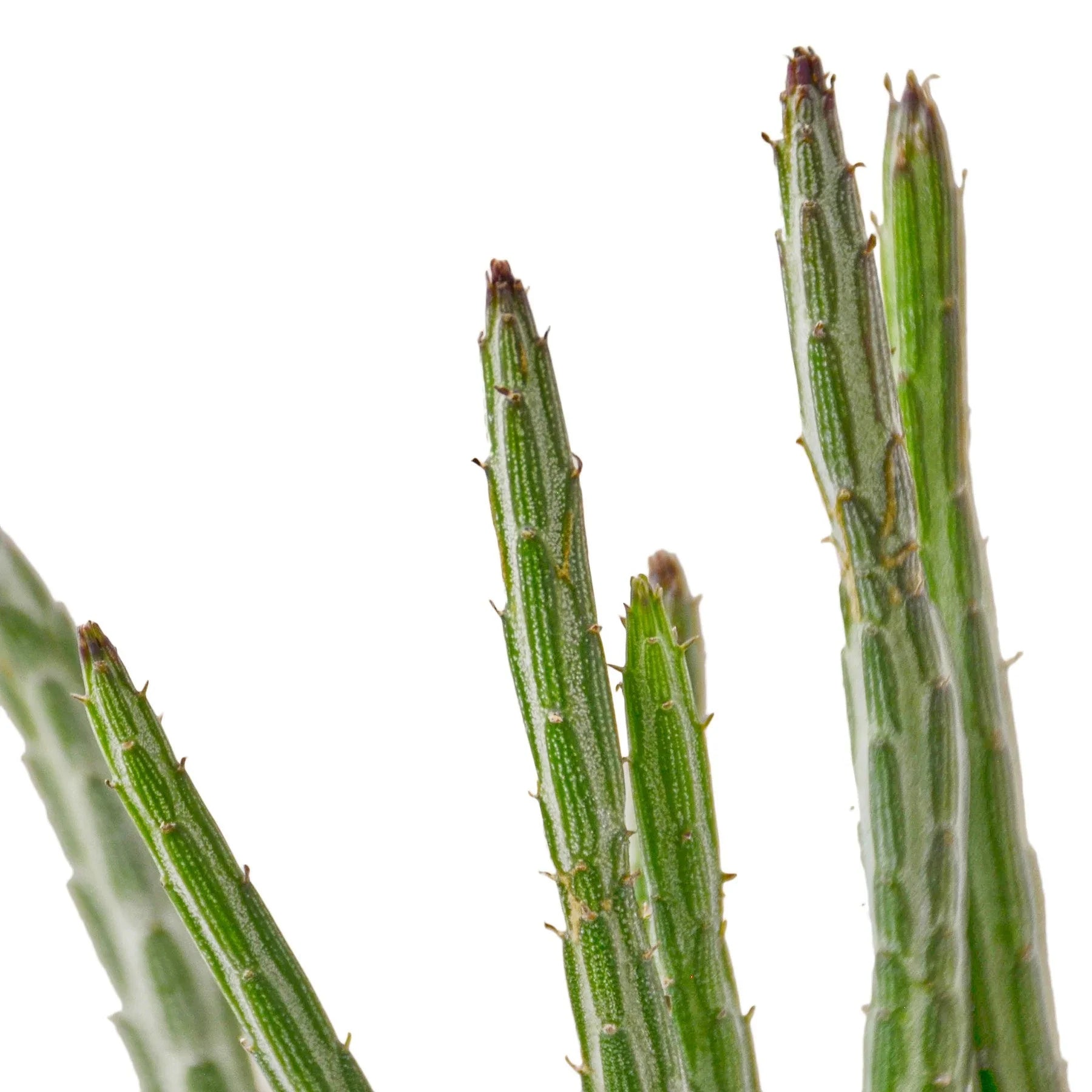 Senecio Stapeliiformis Pickle Plant - TheHardenGarden
