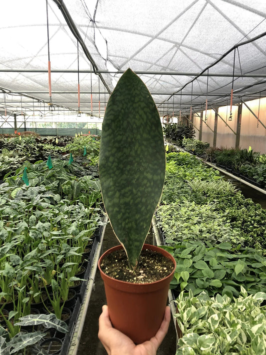 Shark Fin Snake Plant - TheHardenGarden