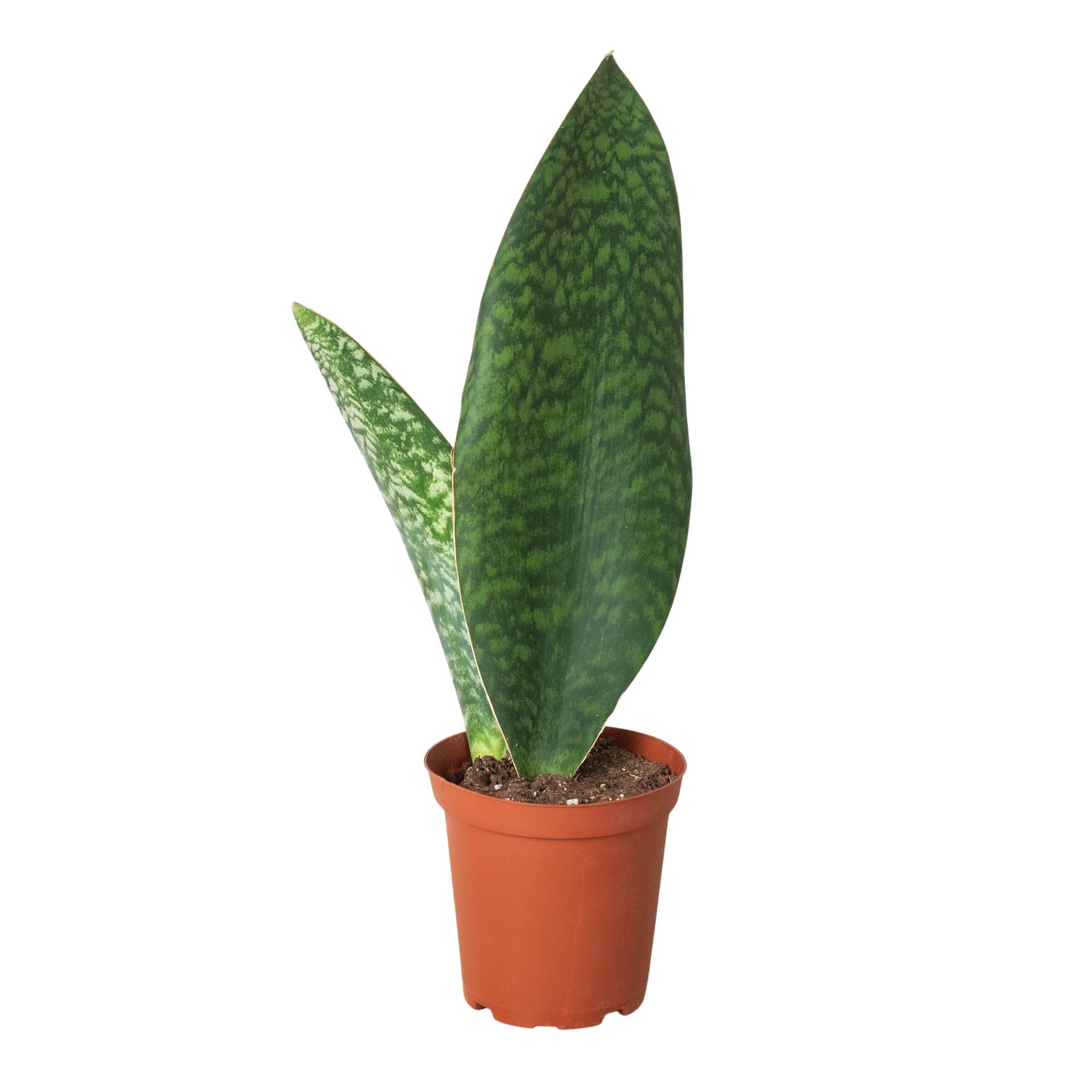 Shark Fin Snake Plant - TheHardenGarden