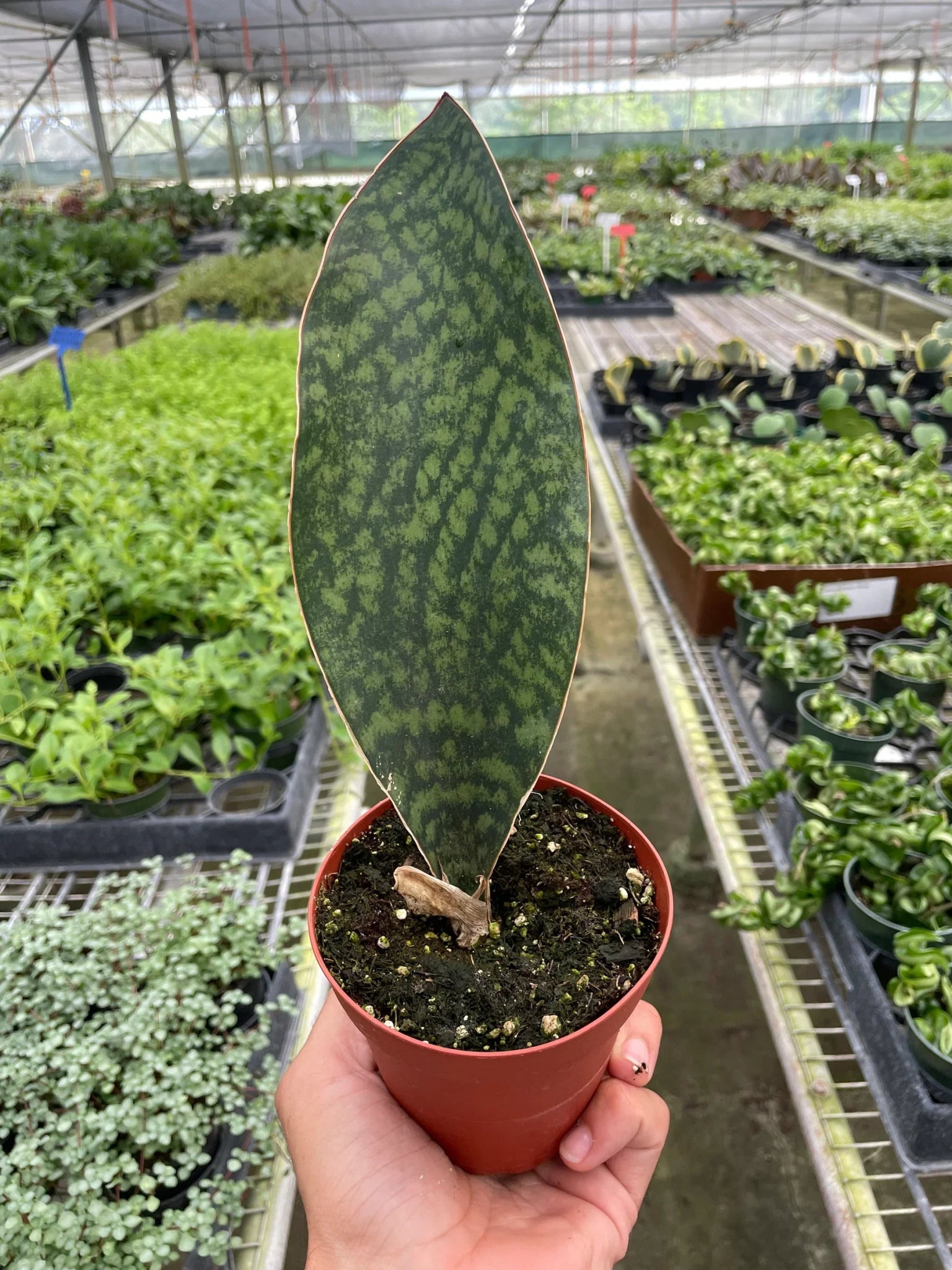 Shark Fin Snake Plant - TheHardenGarden