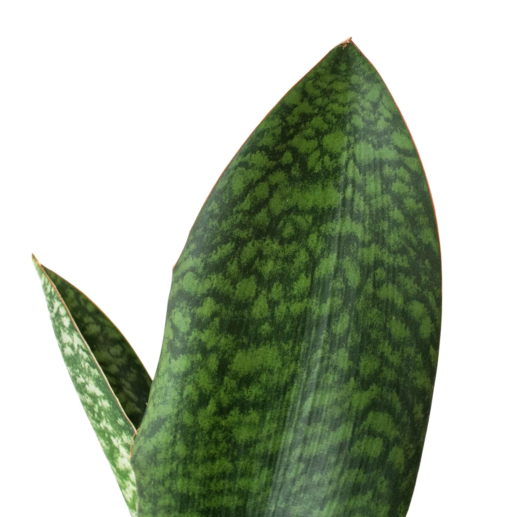 Shark Fin Snake Plant - TheHardenGarden