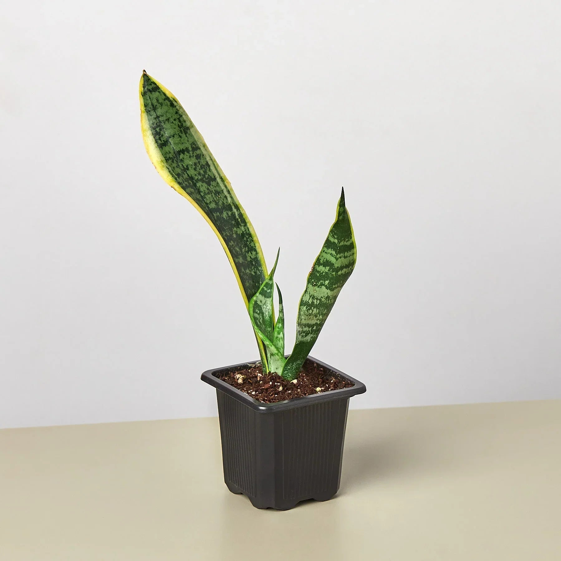 Snake Plant Laurentii - TheHardenGarden