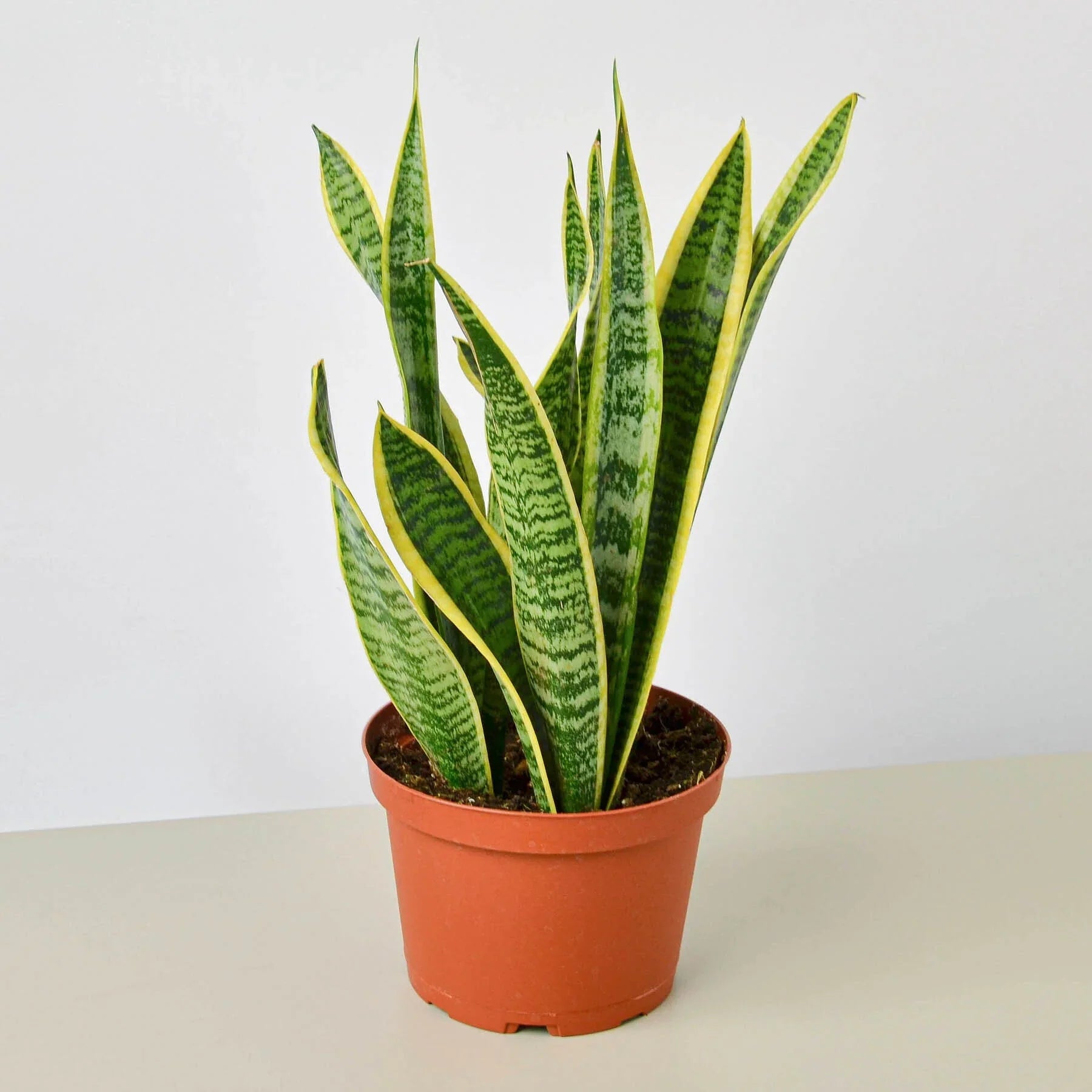 Snake Plant Laurentii - TheHardenGarden