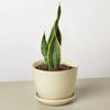 Snake Plant Laurentii - TheHardenGarden