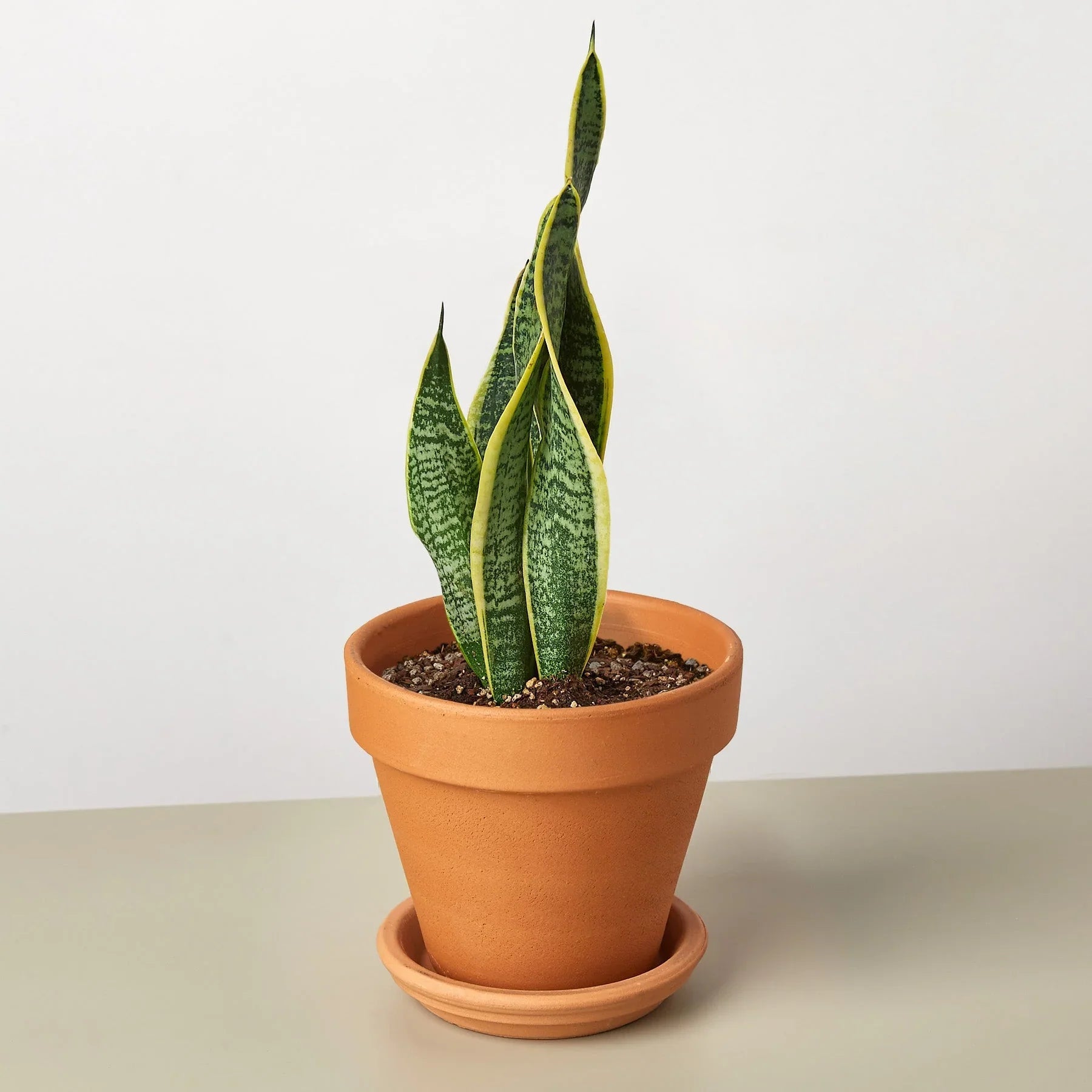 Snake Plant Laurentii - TheHardenGarden