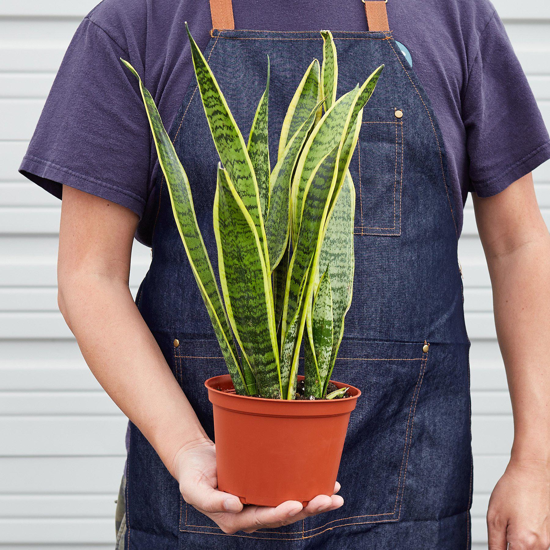 Snake Plant Laurentii - TheHardenGarden