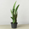 Snake Plant Laurentii - TheHardenGarden