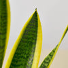 Snake Plant Laurentii - TheHardenGarden