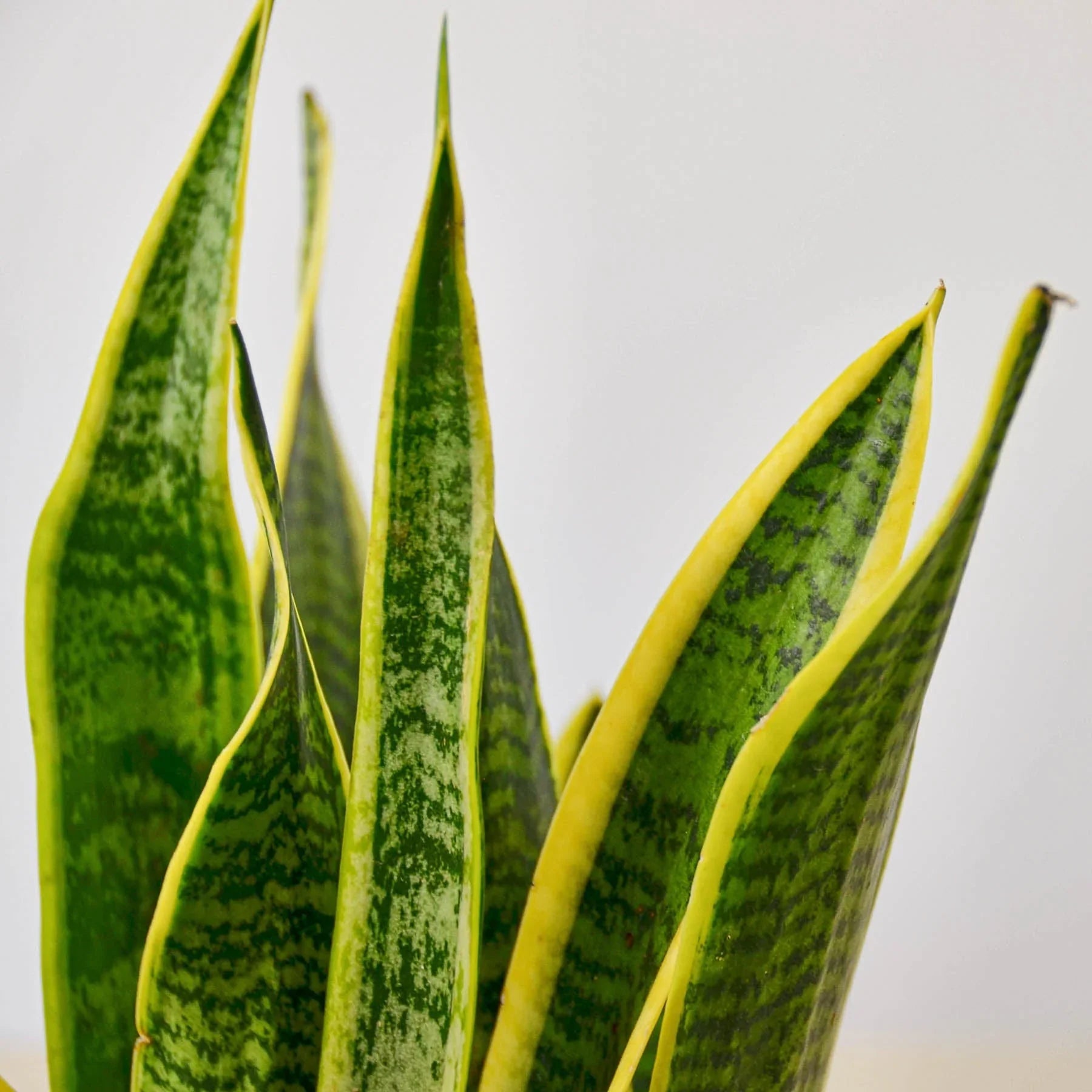 Snake Plant Laurentii - TheHardenGarden