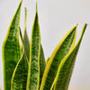 Snake Plant Laurentii - TheHardenGarden