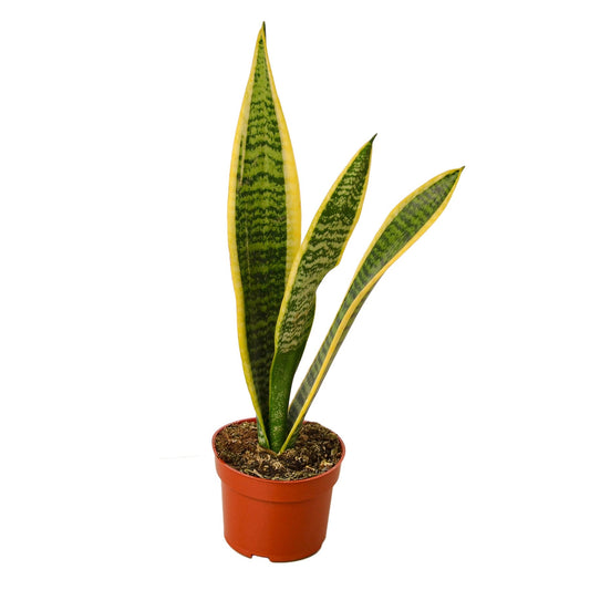 Snake Plant Laurentii - TheHardenGarden