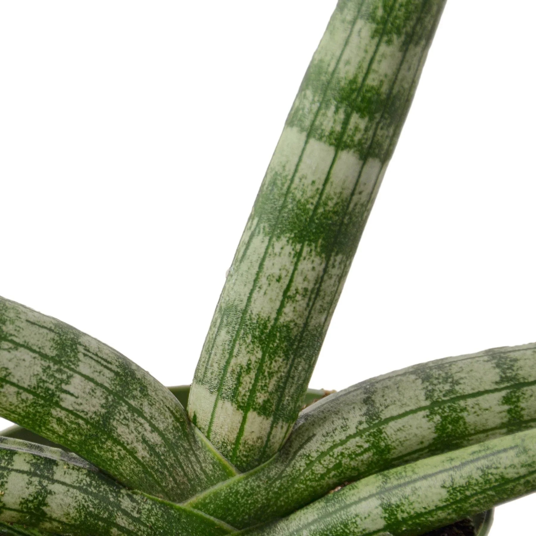 Snake Plant Starfish - TheHardenGarden