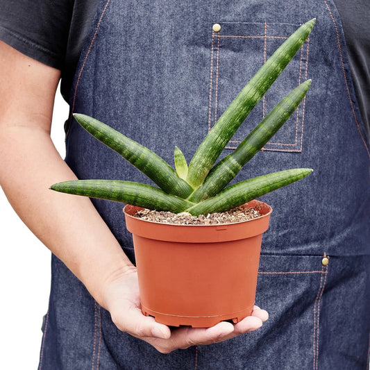 Snake Plant Starfish - TheHardenGarden