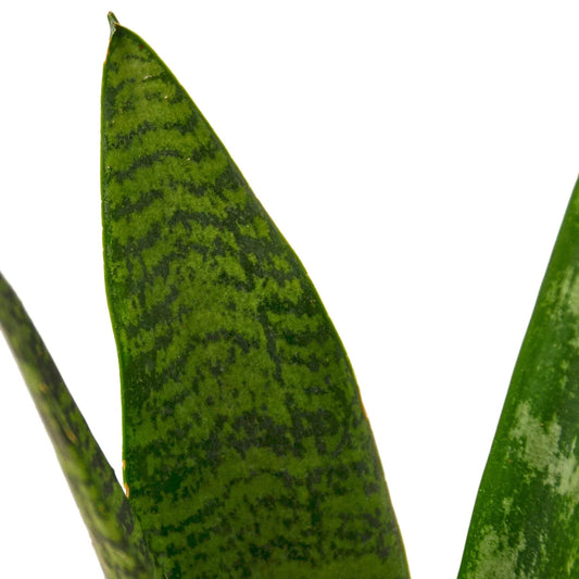 Snake Plant 'Zeylanica' - TheHardenGarden