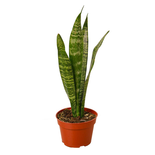 Snake Plant 'Zeylanica' - TheHardenGarden