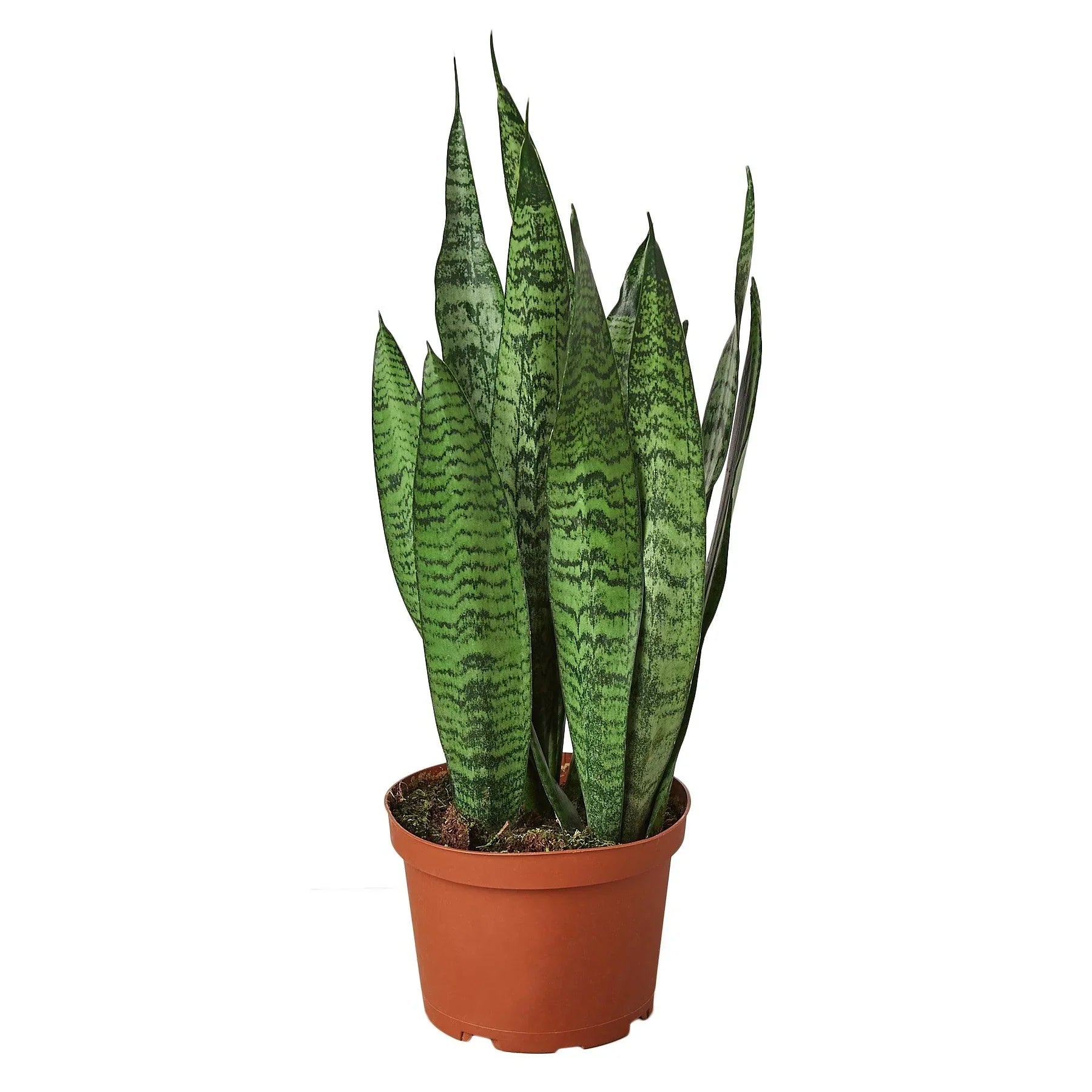 Snake Plant 'Zeylanica' - TheHardenGarden