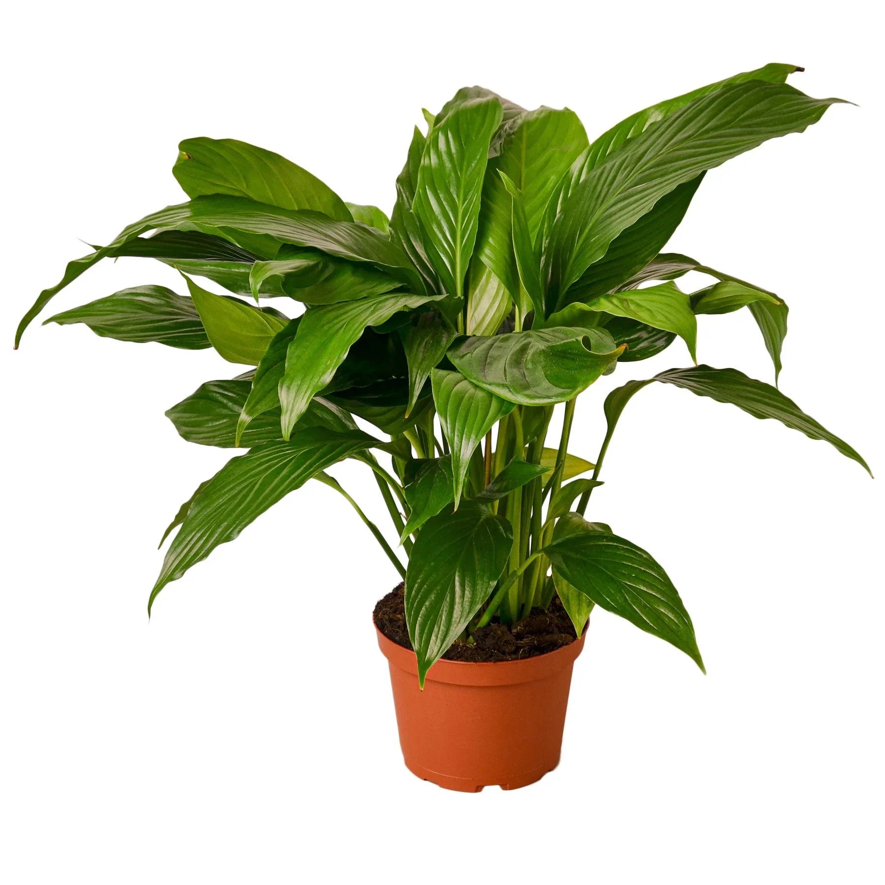 Spathiphyllum 'Peace Lily' - TheHardenGarden