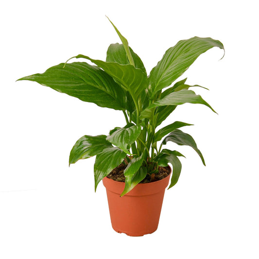 Spathiphyllum 'Peace Lily' - TheHardenGarden