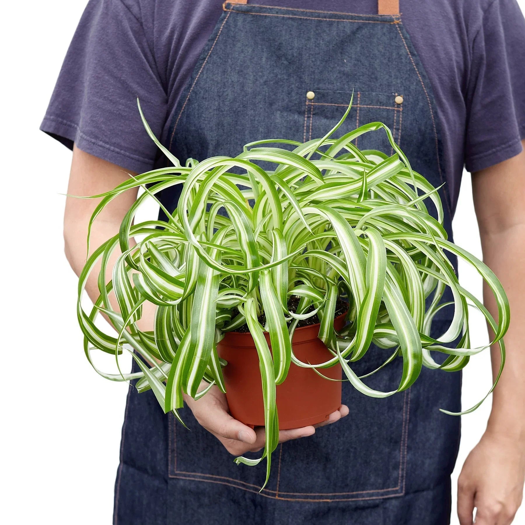 Spider Plant 'Bonnie' - TheHardenGarden