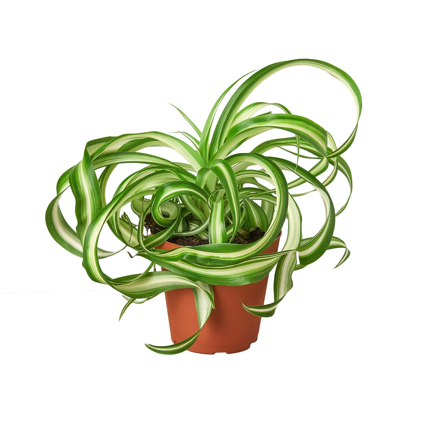 Spider Plant 'Bonnie' - TheHardenGarden