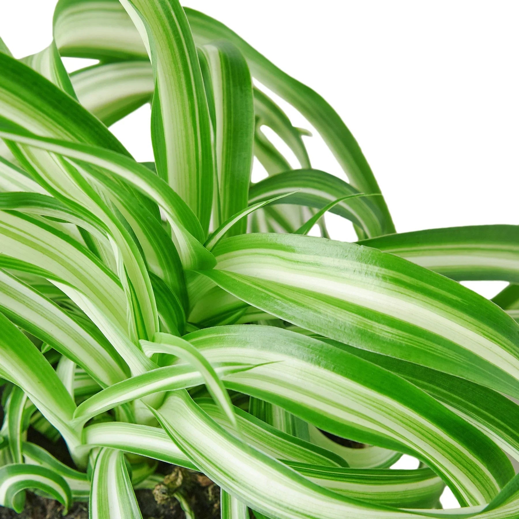 Spider Plant 'Bonnie' - TheHardenGarden