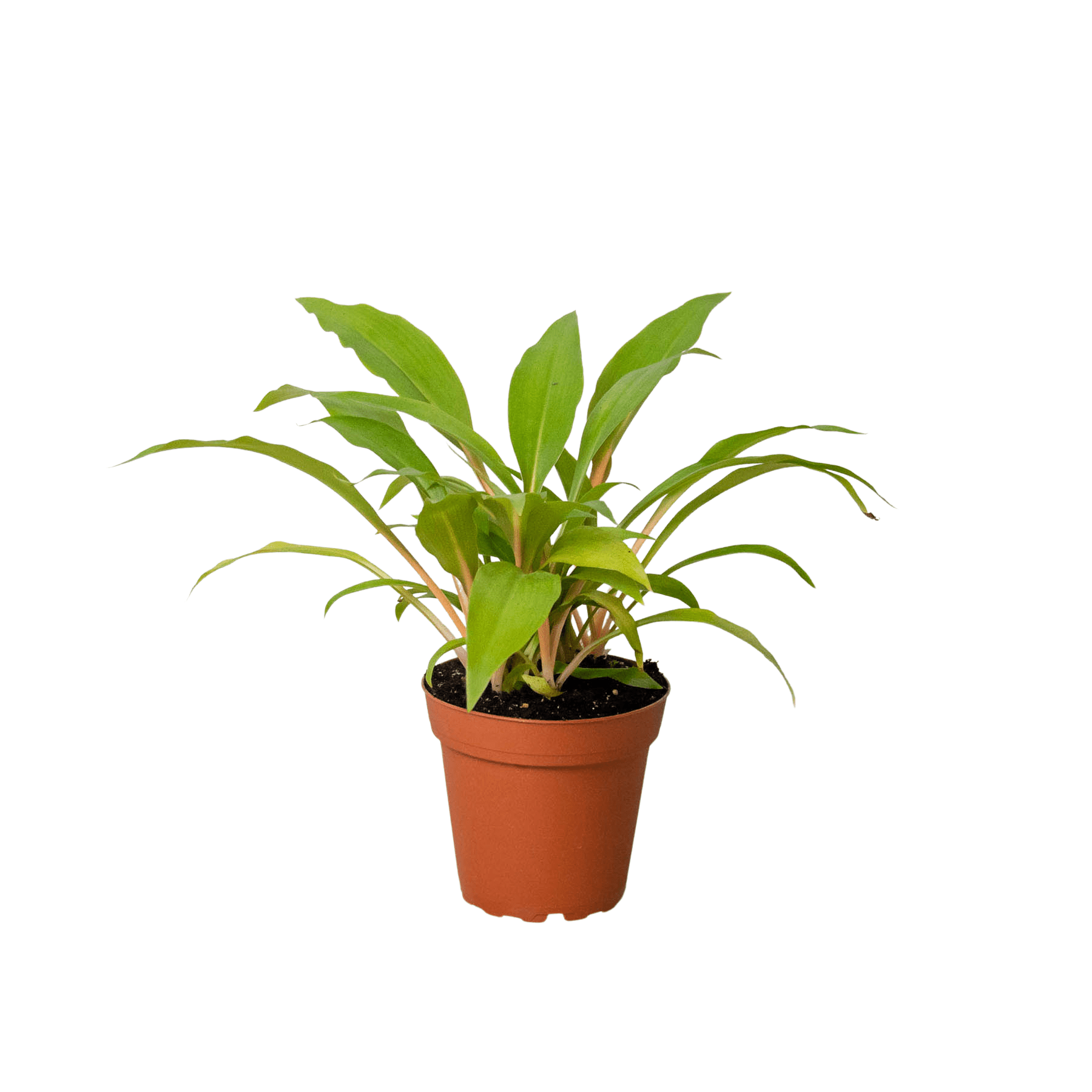 Spider Plant 'Fire Flash' - TheHardenGarden