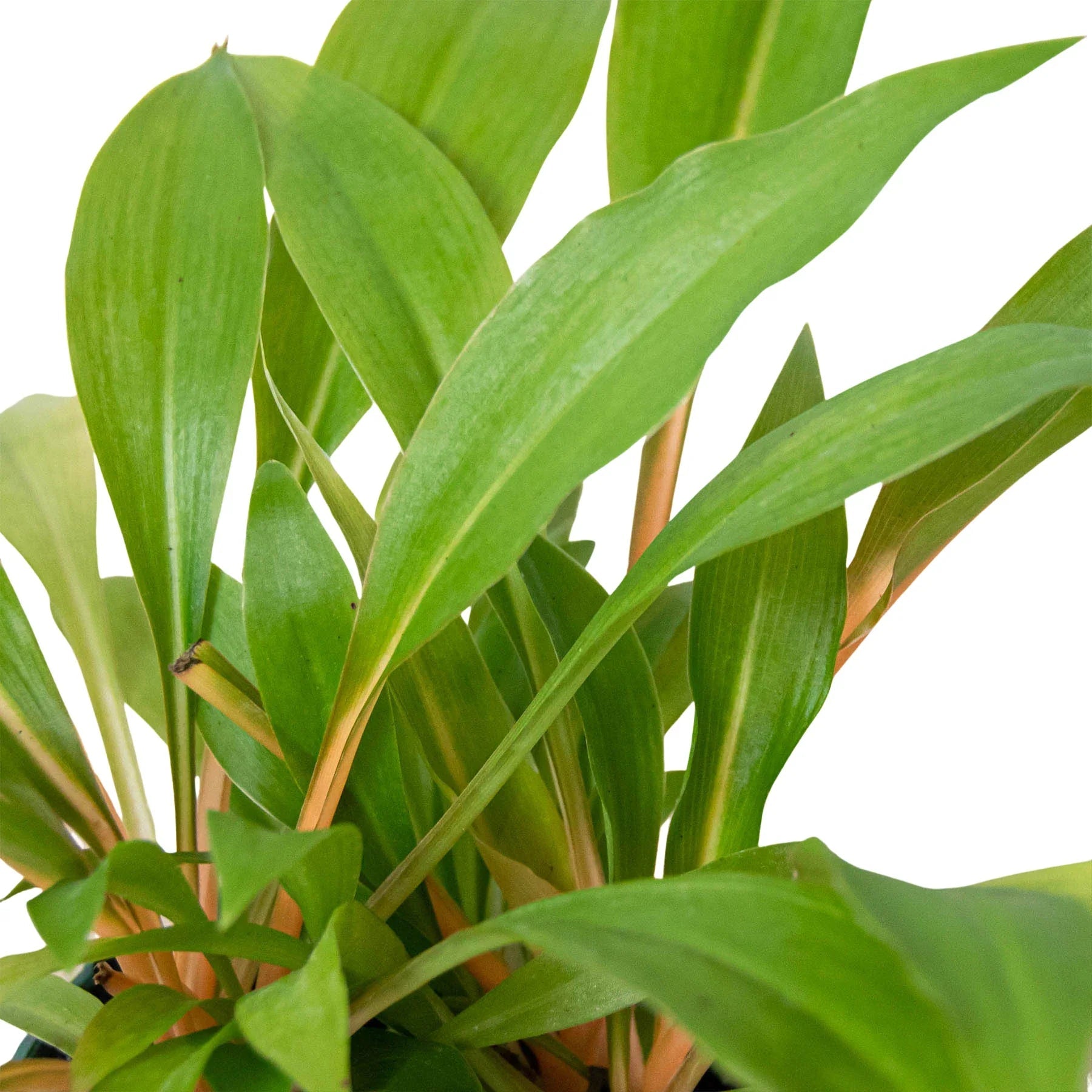 Spider Plant 'Fire Flash' - TheHardenGarden